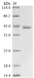 Greater than 85% as determined by SDS-PAGE.Recombinant Mouse Protein Bicaudal D Homolog 2 (BICD2) Protein (GST)