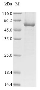 Greater than 85% as determined by SDS-PAGE.Recombinant Mouse Tyrosine-Protein Kinase Frk (FRK) Protein (His)