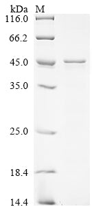Greater than 85% as determined by SDS-PAGE.Recombinant Mouse Chitinase Domain-Containing Protein 1 (CHID1) Protein (His)