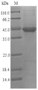 Greater than 90% as determined by SDS-PAGE.Recombinant Human Nectin-2 (NECTIN2) Protein (His)
