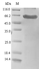 Greater than 90% as determined by SDS-PAGE.Recombinant Human Serine Protease Htra1 (HTRA1) Protein (His-SUMO)