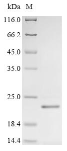 Greater than 90% as determined by SDS-PAGE.Recombinant Human Sodium/Iodide Cotransporter (SLC5A5) Protein (His)