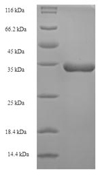 Greater than 90% as determined by SDS-PAGE.