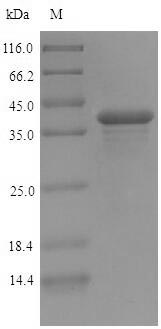 Greater than 90% as determined by SDS-PAGE.