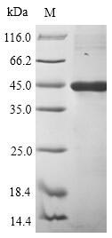 Greater than 90% as determined by SDS-PAGE.