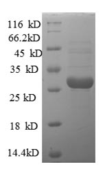 Greater than 90% as determined by SDS-PAGE.