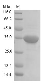 Greater than 85% as determined by SDS-PAGE.Recombinant Human Repulsive Guidance Molecule A (RGMA) Protein (His&Myc)