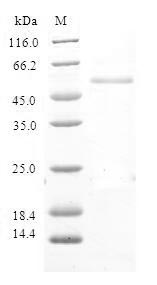 Greater than 90% as determined by SDS-PAGE.