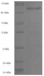 Greater than 90% as determined by SDS-PAGE.