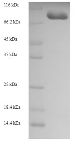 Greater than 90% as determined by SDS-PAGE.