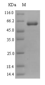Greater than 90% as determined by SDS-PAGE.