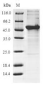 Greater than 90% as determined by SDS-PAGE.Recombinant Human Btb/Poz Domain-Containing Protein Kctd15 (KCTD15) Protein (GST)