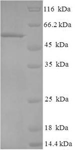 Greater than 90% as determined by SDS-PAGE.