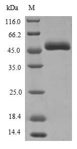 Greater than 85% as determined by SDS-PAGE.
