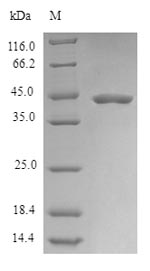 Greater than 90% as determined by SDS-PAGE.