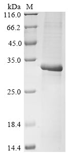 Greater than 85% as determined by SDS-PAGE.