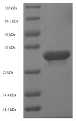 Greater than 90% as determined by SDS-PAGE.