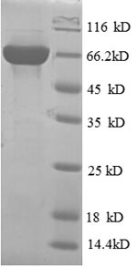 Greater than 90% as determined by SDS-PAGE.