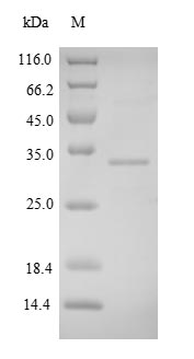 Greater than 90% as determined by SDS-PAGE.Recombinant Human Fibronectin Type Iii Domain-Containing Protein 5 (FNDC5) Protein (His-SUMO)