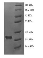 Greater than 90% as determined by SDS-PAGE.