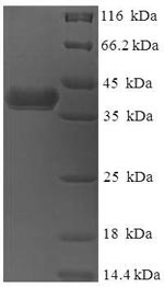 Greater than 90% as determined by SDS-PAGE.