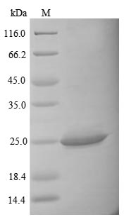 Greater than 85% as determined by SDS-PAGE.