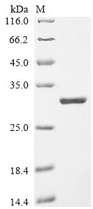 Greater than 90% as determined by SDS-PAGE.