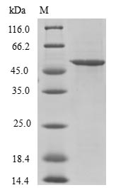 Greater than 90% as determined by SDS-PAGE.Recombinant Human Splicing Factor U2Af 26 Kda Subunit (U2AF1L4) Protein (GST)
