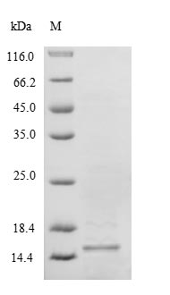 Greater than 90% as determined by SDS-PAGE.Recombinant Human Selenoprotein M (SELENOM)