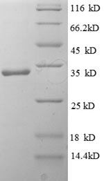 Greater than 90% as determined by SDS-PAGE.