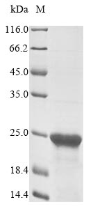 Greater than 85% as determined by SDS-PAGE.Recombinant Human Splicing Regulatory Glutamine/Lysine-Rich Protein 1 (SREK1) Protein (His&Myc)