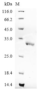 Greater than 90% as determined by SDS-PAGE.
