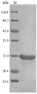 Greater than 85% as determined by SDS-PAGE.Recombinant Chicken Interferon Type B (IFNB) Protein (His)