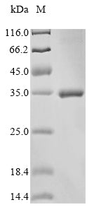 Greater than 85% as determined by SDS-PAGE.