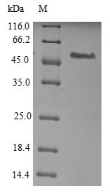 Greater than 85% as determined by SDS-PAGE.Recombinant Mouse Plexin Domain-Containing Protein 1 (PLXDC1) Protein (His)