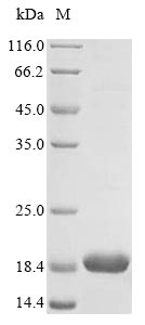 Greater than 85% as determined by SDS-PAGE.Recombinant Mouse Beta-Synuclein (SNCB)