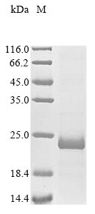 Greater than 85% as determined by SDS-PAGE.Recombinant Mesocricetus Auratus Pancreatic Beta Cell Growth Factor (INGAP) Protein (His)