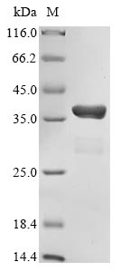 Greater than 85% as determined by SDS-PAGE.Recombinant Human Creb-Binding Protein (CREBBP) Protein (GST)