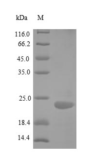 Greater than 90% as determined by SDS-PAGE.Recombinant Human Tumor Necrosis Factor Receptor Superfamily Member 25 (TNFRSF25) Protein (His)