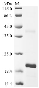 Greater than 90% as determined by SDS-PAGE.Recombinant Human Ribonuclease K6 (RNASE6) Protein (His&Myc)