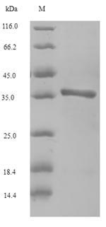 Greater than 90% as determined by SDS-PAGE.