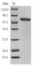 Greater than 90% as determined by SDS-PAGE.Recombinant Human Glycine N-Acyltransferase-Like Protein 1 (GLYATL1) Protein (GST)