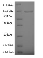 Greater than 90% as determined by SDS-PAGE.Recombinant Human 5'-3' Exonuclease Pld4 (PLD4) Protein (His-SUMO)