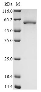 Greater than 85% as determined by SDS-PAGE.