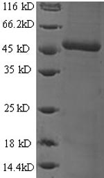 Greater than 90% as determined by SDS-PAGE.