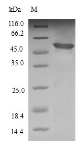 Greater than 90% as determined by SDS-PAGE.Recombinant Human Probable Methylthioribulose-1-Phosphate Dehydratase (APIP) Protein (GST)