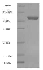 Greater than 90% as determined by SDS-PAGE.