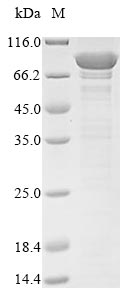 Greater than 85% as determined by SDS-PAGE.Recombinant Human Vacuolar Protein Sorting-Associated Protein 35 (VPS35) Protein (His&Myc)