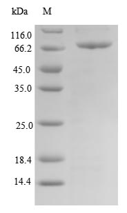 Greater than 90% as determined by SDS-PAGE.