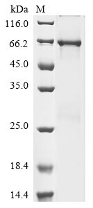 Greater than 85% as determined by SDS-PAGE.Recombinant Human Flt3-Interacting Zinc Finger Protein 1 (FIZ1) Protein (His)